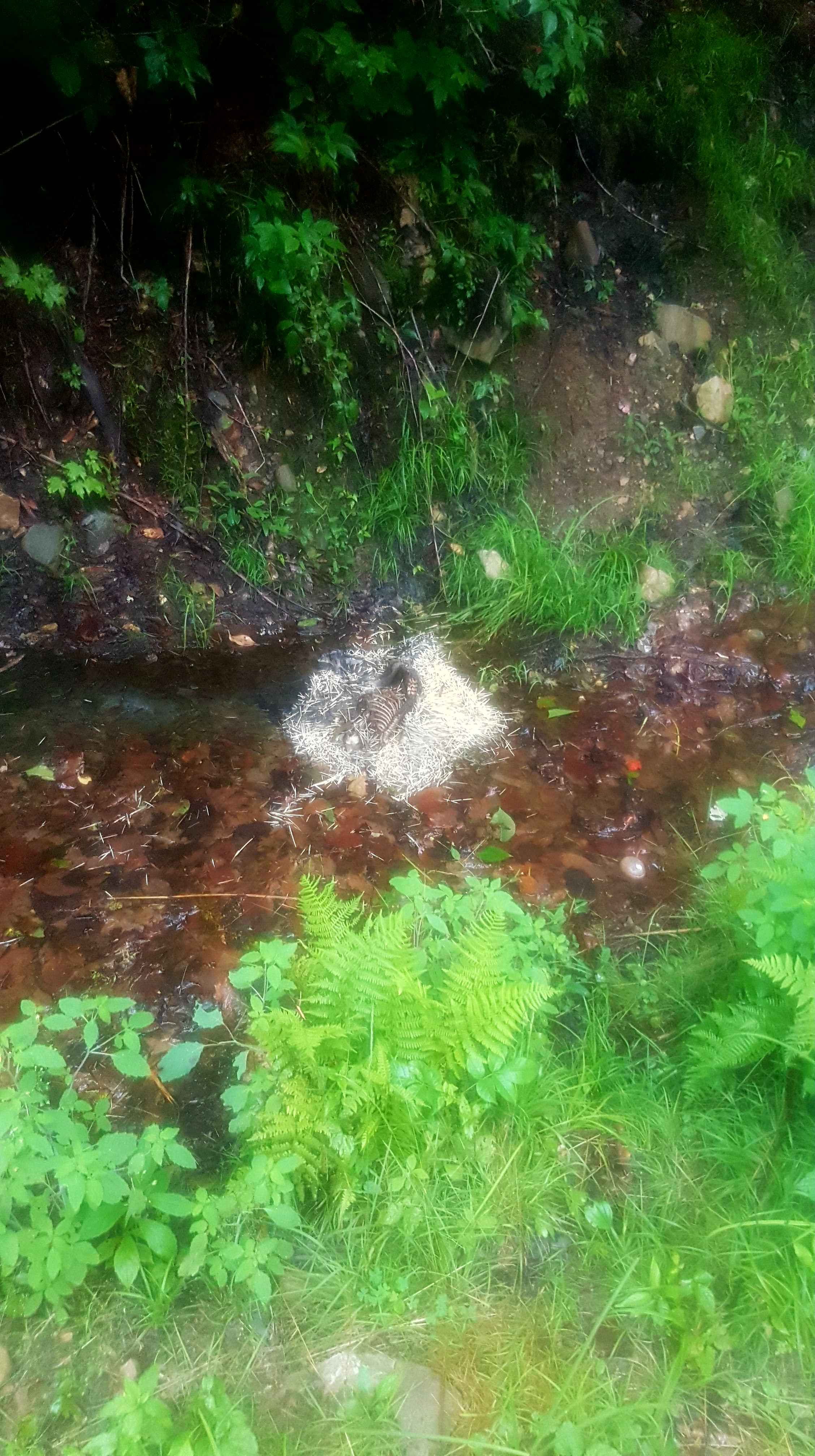 Day 119 (Mile 1642.1 – 1650.7):